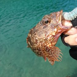 ロックフィッシュ釣行